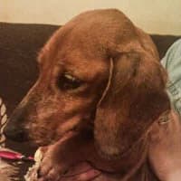 DUNIA, Mixed Breed (Fundacja Głosem Zwierząt)