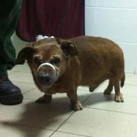 MAKSIK, Mixed Breed (Fundacja Głosem Zwierząt)