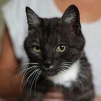 JIMI, Mixed Breed (Fundacja Głosem Zwierząt)