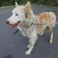 CID, Mixed Breed (Fundacja Głosem Zwierząt)