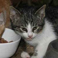 ESKA, Mixed Breed (Fundacja Głosem Zwierząt)