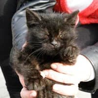 TYBUŚ, Mixed Breed (Fundacja Głosem Zwierząt)