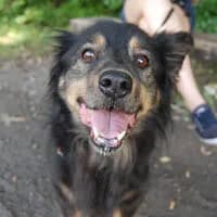 TEDDY, Mixed Breed (Fundacja Głosem Zwierząt)