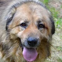 MOZART, Mixed Breed (Fundacja Głosem Zwierząt)