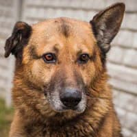 JANTAR, Mixed Breed (Fundacja Głosem Zwierząt)