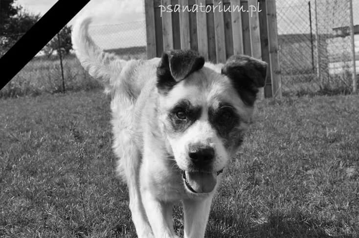 TAJRON, Mixed Breed (Fundacja Głosem Zwierząt)