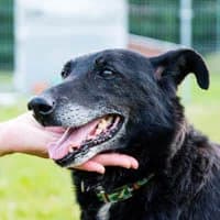 MURI, Mixed Breed (Fundacja Głosem Zwierząt)