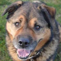 HEKTOR, Mixed Breed (Fundacja Głosem Zwierząt)