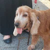 MEGEE, Mixed Breed (Fundacja Głosem Zwierząt)