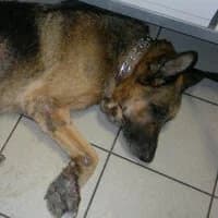 BRUTUSEK, Mixed Breed (Fundacja Głosem Zwierząt)