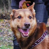 MAXIM, Mixed Breed (Fundacja Głosem Zwierząt)