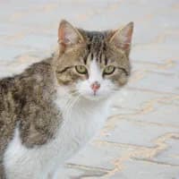 PALIWKO, Mixed Breed (Fundacja Głosem Zwierząt)