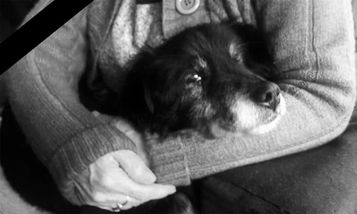 MUFINEK, Mixed Breed (Fundacja Głosem Zwierząt)