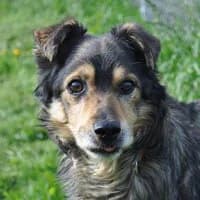 SZCZĘŚCIARZ, Mixed Breed (Fundacja Głosem Zwierząt)