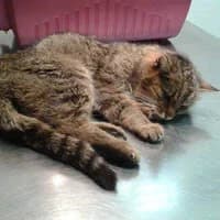 FRASZKA, Mixed Breed (Fundacja Głosem Zwierząt)