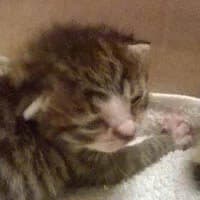 CALLISTO, Mixed Breed (Fundacja Głosem Zwierząt)