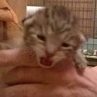 ARIEL, Mixed Breed (Fundacja Głosem Zwierząt)
