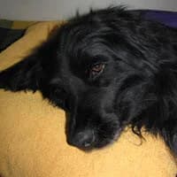 BLACKY, Mixed Breed (Fundacja Głosem Zwierząt)