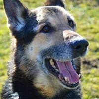 BARON, Mixed Breed (Fundacja Głosem Zwierząt)