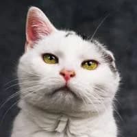 KITKA, Mixed Breed (Fundacja Głosem Zwierząt)