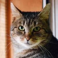 HOUDINI, Mixed Breed (Fundacja Głosem Zwierząt)