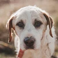 ISIA, Mixed Breed (Fundacja Głosem Zwierząt)