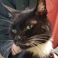 POMPONIK, Mixed Breed (Fundacja Głosem Zwierząt)