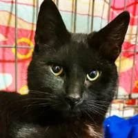 PIXEL, Mixed Breed (Fundacja Głosem Zwierząt)