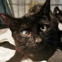 Ayame, Mixed Breed (Fundacja Głosem Zwierząt)