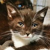 Botan, Mixed Breed (Fundacja Głosem Zwierząt)