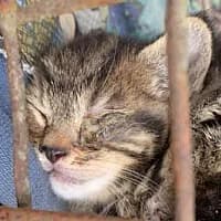 WIĘCEK, Mixed Breed (Fundacja Głosem Zwierząt)