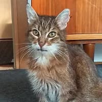 ŁAPEK, Mixed Breed (Fundacja Głosem Zwierząt)