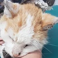 GOŁĄBEK, Mixed Breed (Fundacja Głosem Zwierząt)
