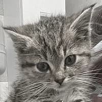 JEŻKA, Mixed Breed (Fundacja Głosem Zwierząt)