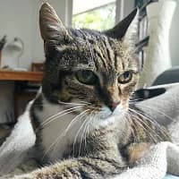 MIYA, Mixed Breed (Fundacja Głosem Zwierząt)