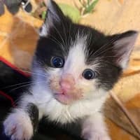 CATTI, Mixed Breed (Fundacja Głosem Zwierząt)