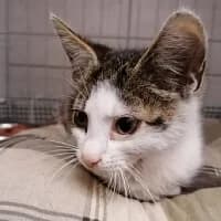 HILTON, Mixed Breed (Fundacja Głosem Zwierząt)