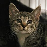 ZOJA, Mixed Breed (Fundacja Głosem Zwierząt)