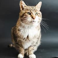 GARFIELD, Mixed Breed (Fundacja Głosem Zwierząt)