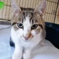 PROMYCZEK, Mixed Breed (Fundacja Głosem Zwierząt)