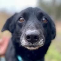 MUNI, Mixed Breed (Fundacja Głosem Zwierząt)