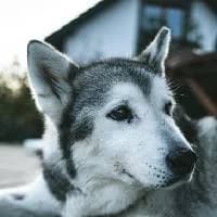 FIONA, Mixed Breed (Fundacja Głosem Zwierząt)