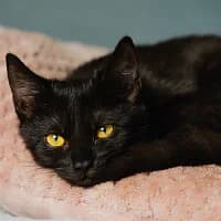 CANUCIA, Mixed Breed (Fundacja Głosem Zwierząt)