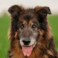 KAROLEK, Mixed Breed (Fundacja Głosem Zwierząt)