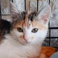 DELICJA, Mixed Breed (Fundacja Głosem Zwierząt)