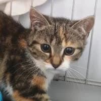 PETITKA, Mixed Breed (Fundacja Głosem Zwierząt)