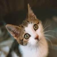 PACO, Mixed Breed (Fundacja Głosem Zwierząt)