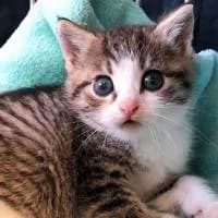 SIGGY, Mixed Breed (Fundacja Głosem Zwierząt)