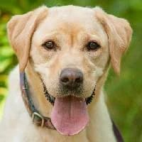 CHAŁKA, Mixed Breed (Fundacja Głosem Zwierząt)