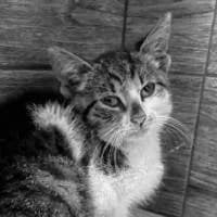 WILHELM, Mixed Breed (Fundacja Głosem Zwierząt)